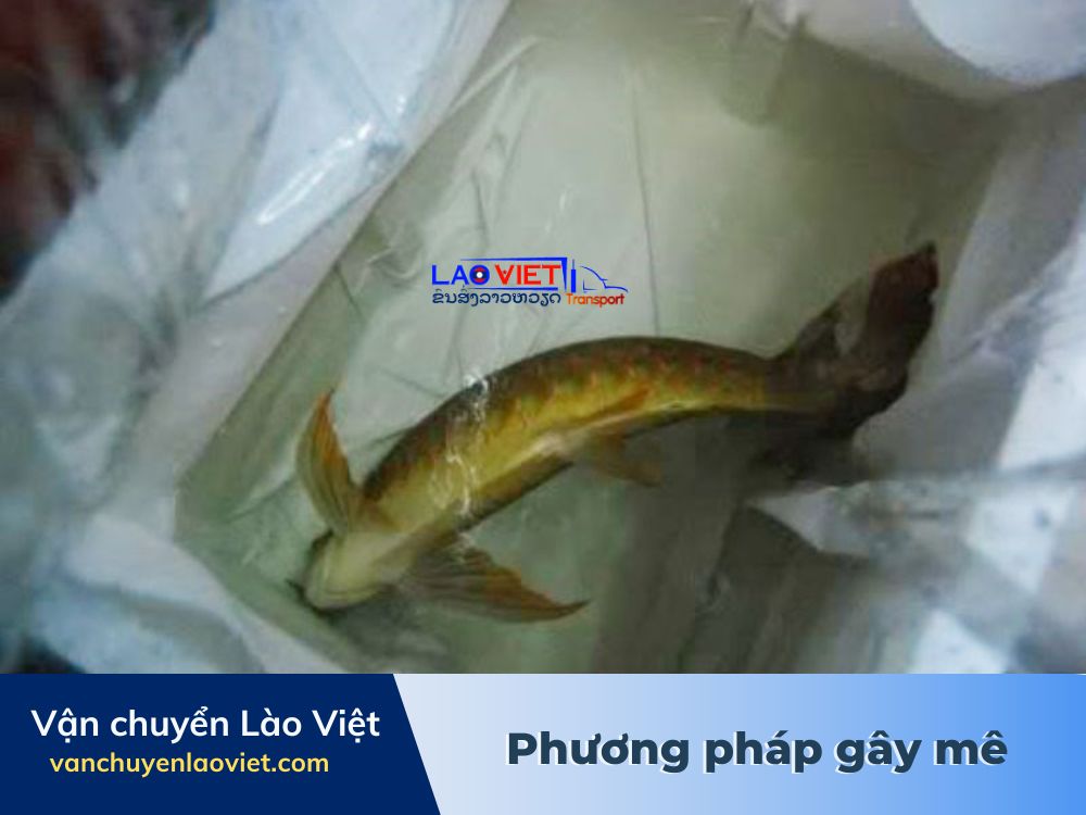 van-chuyen-hai-san-di-xa-bang-phuong-phap-gay-me-vanchuyenlaoviet