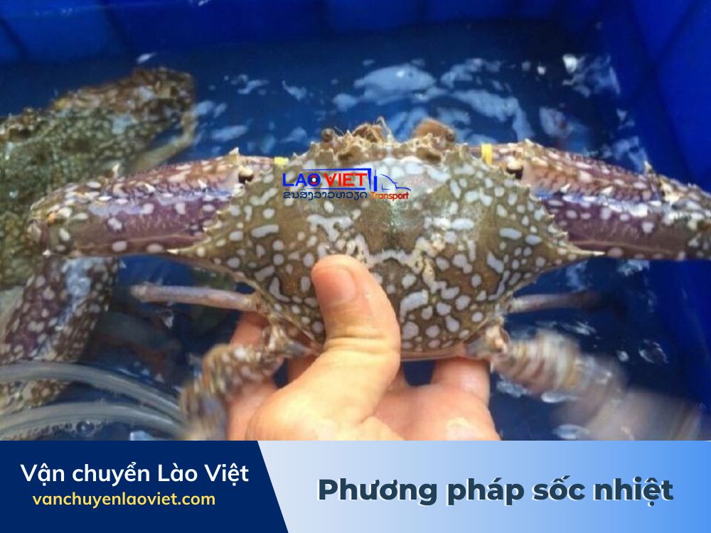 van-chuyen-hai-san-di-xa-bang-phuong-phap-soc-nhiet-vanchuyenlaoviet