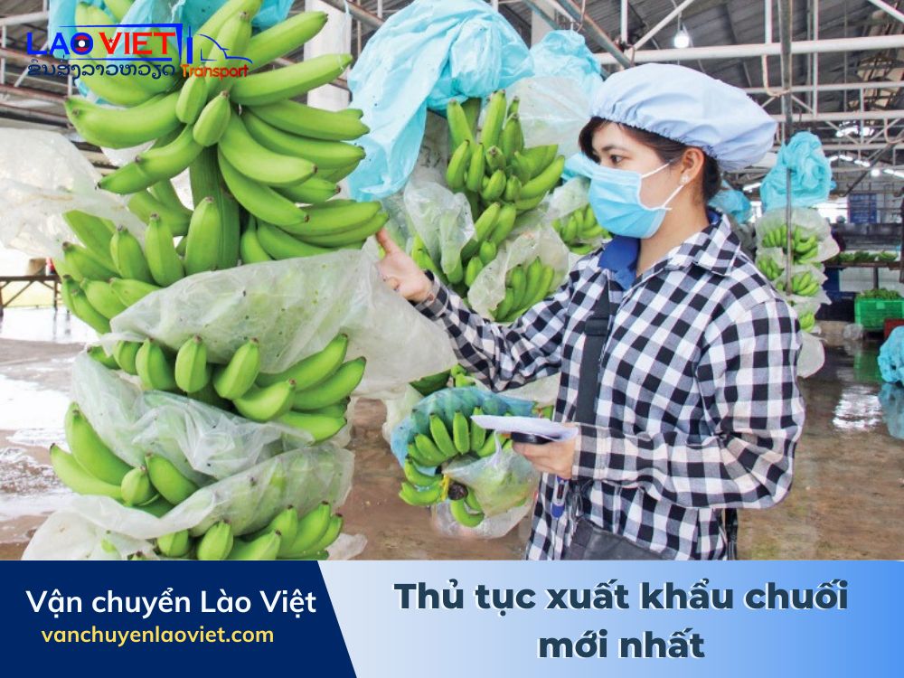 thu-tuc-xuat-khau-chuoi-moi-nhat-vanchuyenlaoviet