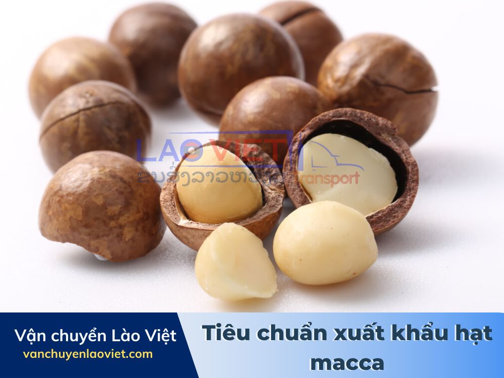 tieu-chuan-xuat-khau-hat-macca-vanchuyenlaoviet