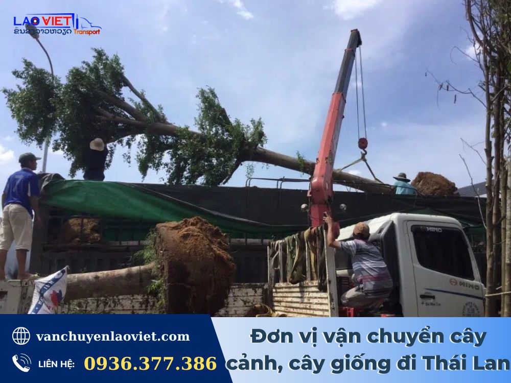 don-vi-van-chuyen-cay-canh-cay-giong-di-thai-lan-uy-tin-vanchuyenlaoviet