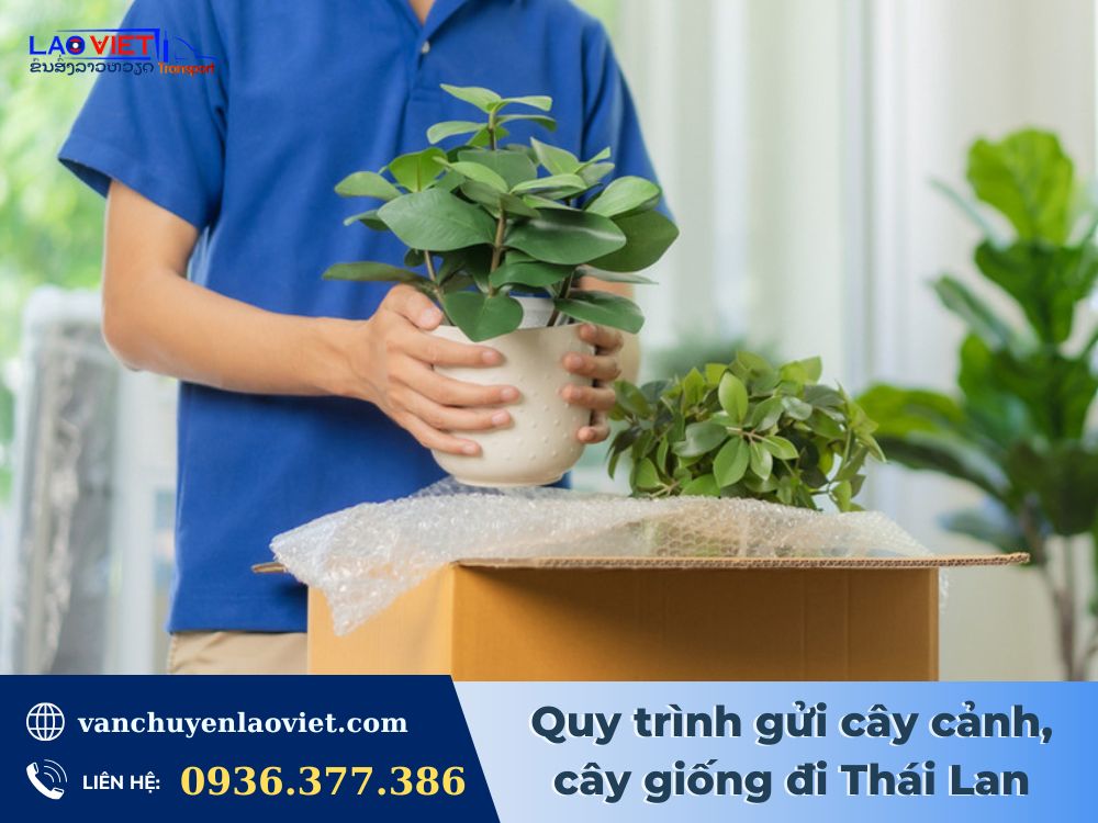 quy-trinh-gui-cay-canh-cay-giong-di-thai-lan-vanchuyenlaoviet