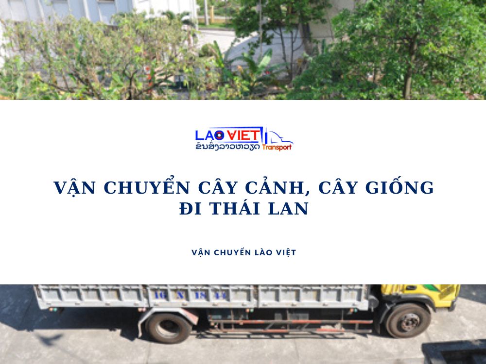 van-chuyen-cay-canh-cay-giong-di-thai-lan-vanchuyenlaoviet