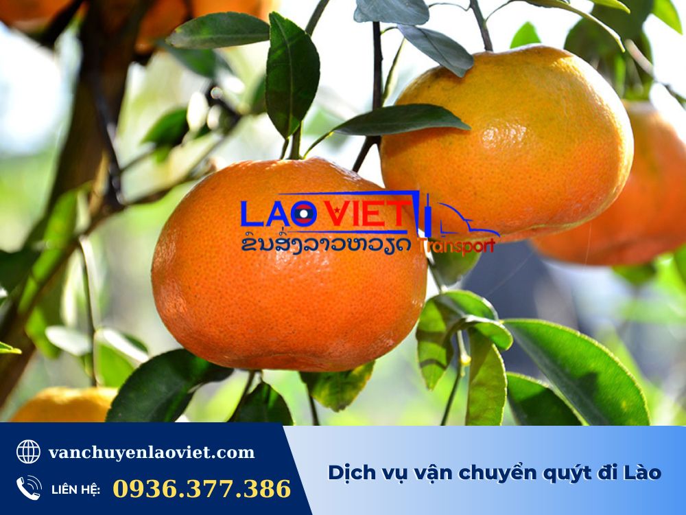 dich-vu-van-chuyen-quyt-di-lao-vanchuyenlaoviet