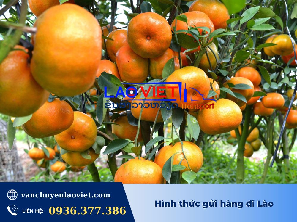 hinh-thuc-gui-hang-di-lao-vanchuyenlaoviet