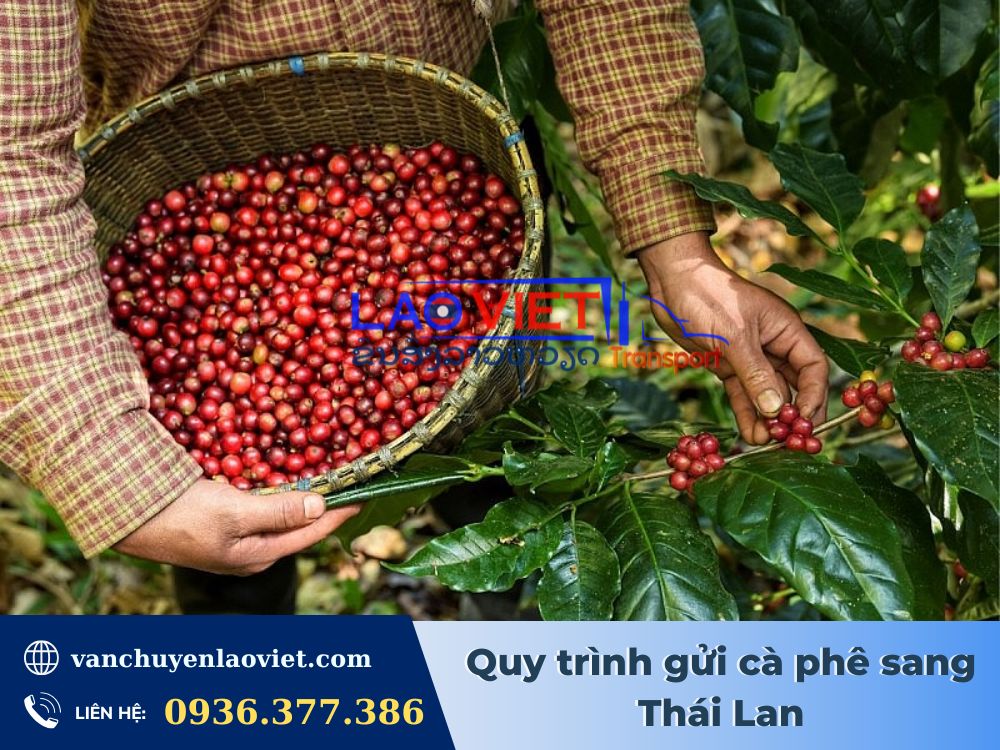 quy-trinh-gui-ca-phe-sang-thai-lan-vanchuyenlaoviet