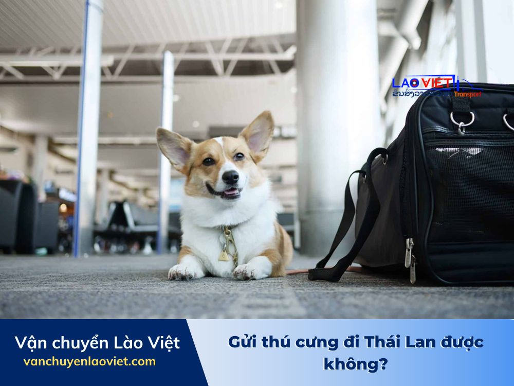 gui-thu-cung-di-thai-lan-duoc-khong-vanchuyenlaoviet (2)