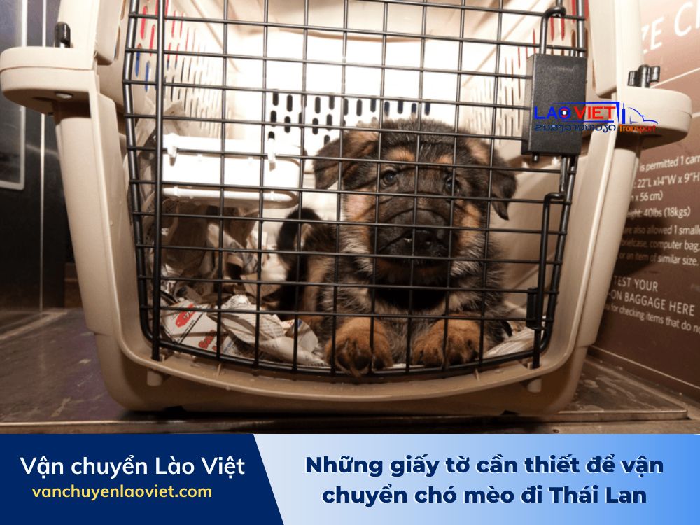 nhung-giay-to-can-thiet-de-van-chuyen-cho-meo-di-thai-lan-vanchuyenlaoviet