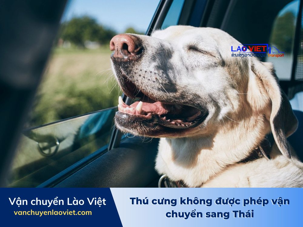 thu-cung-khong-duoc-phep-van-chuyen-sang-thai-vanchuyenlaoviet